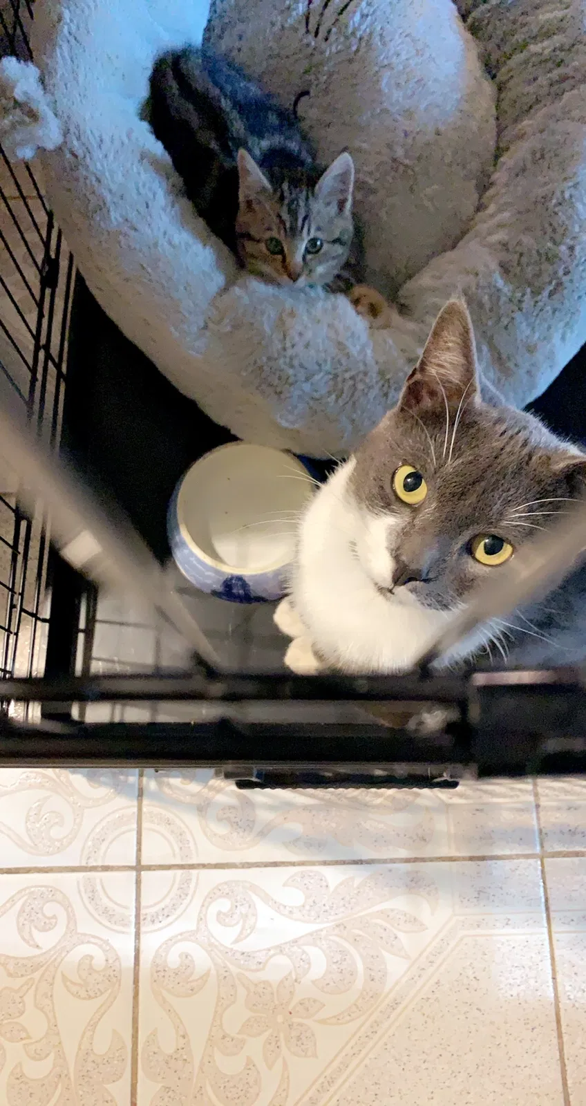 Lost cat in Spartanburg, SC, 29303