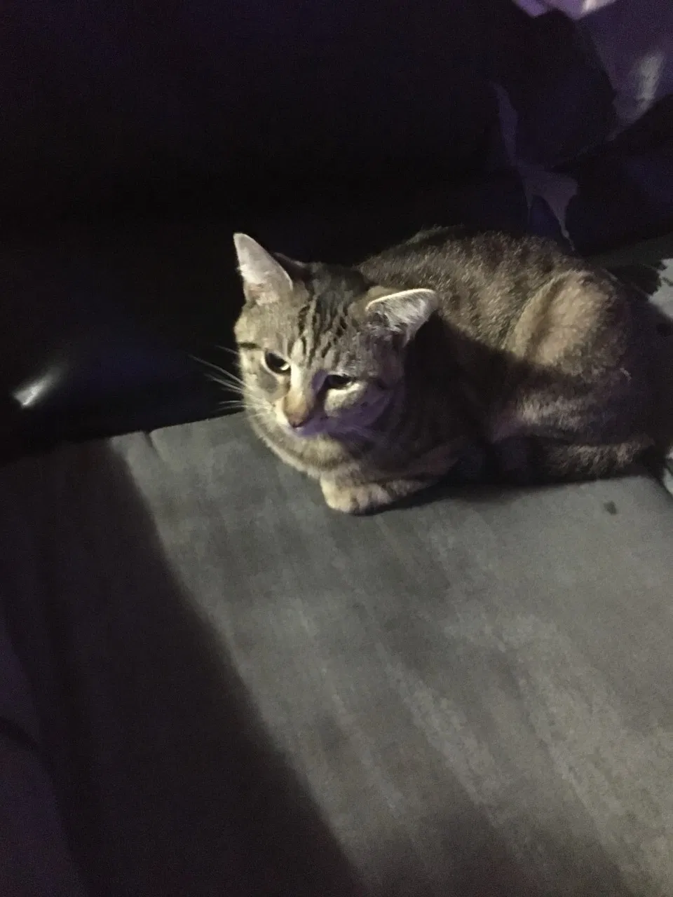Lost cat in Saint Albans, WV, 25177
