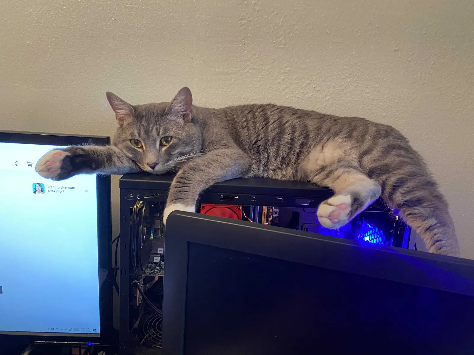 Lost cat in Pensacola, FL, 32503