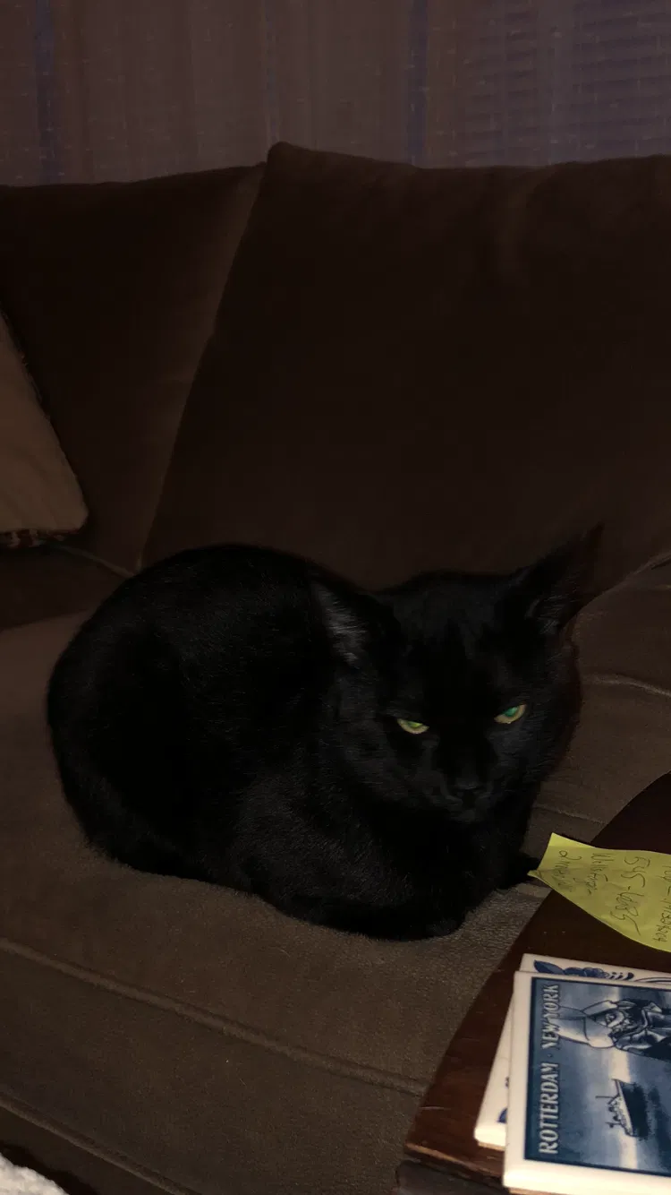 Lost cat in Bellingham, WA, 98225