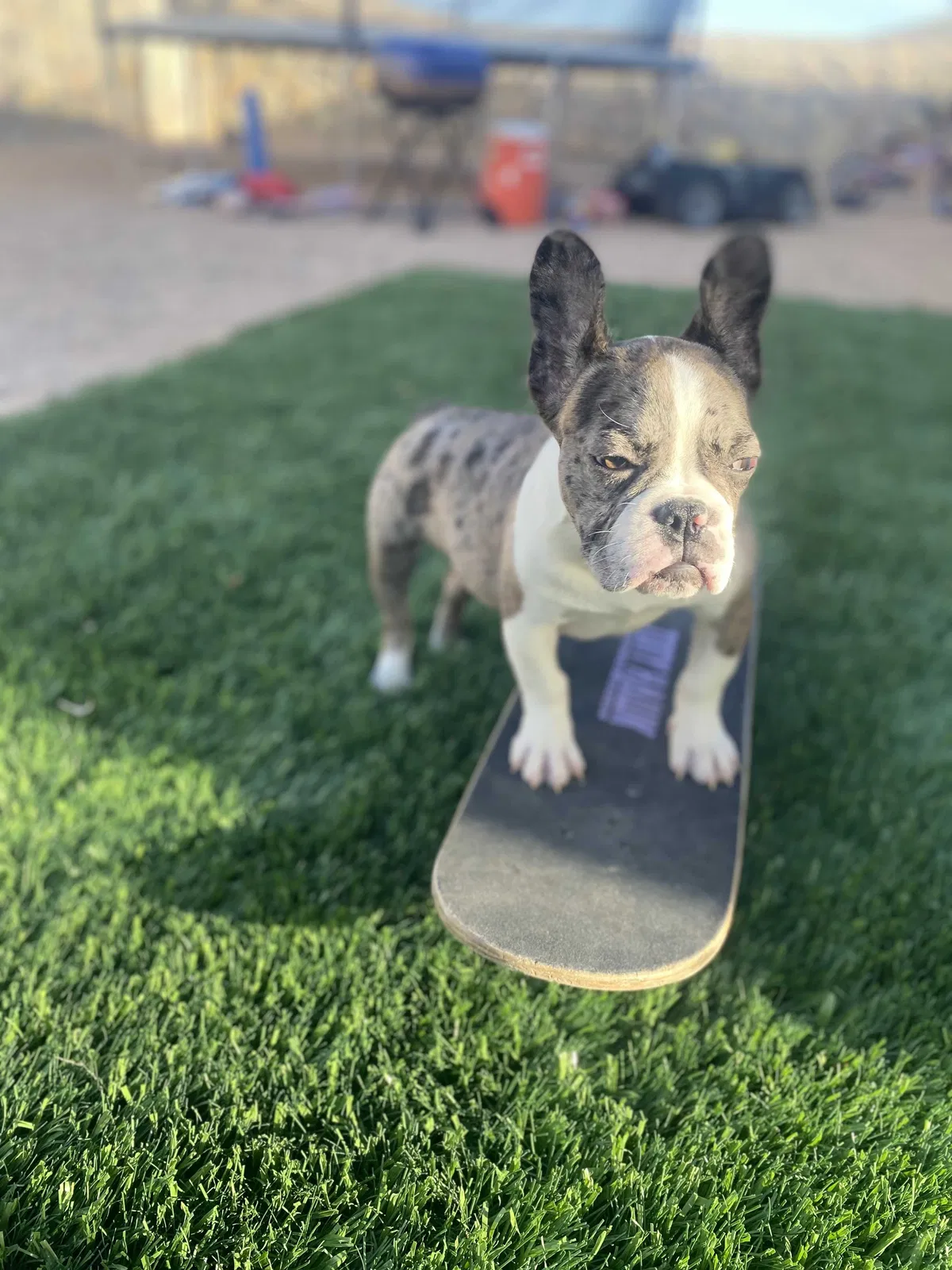Lost dog in El Paso, TX, 79938