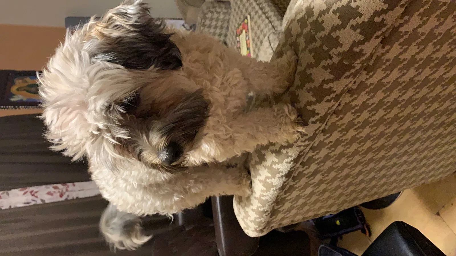 Lost dog in Tucson, AZ, 85706