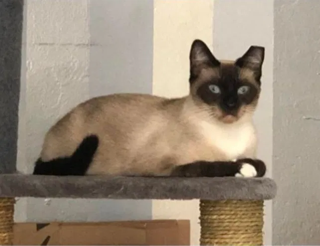 Lost cat in Fort Myers, FL, 33905