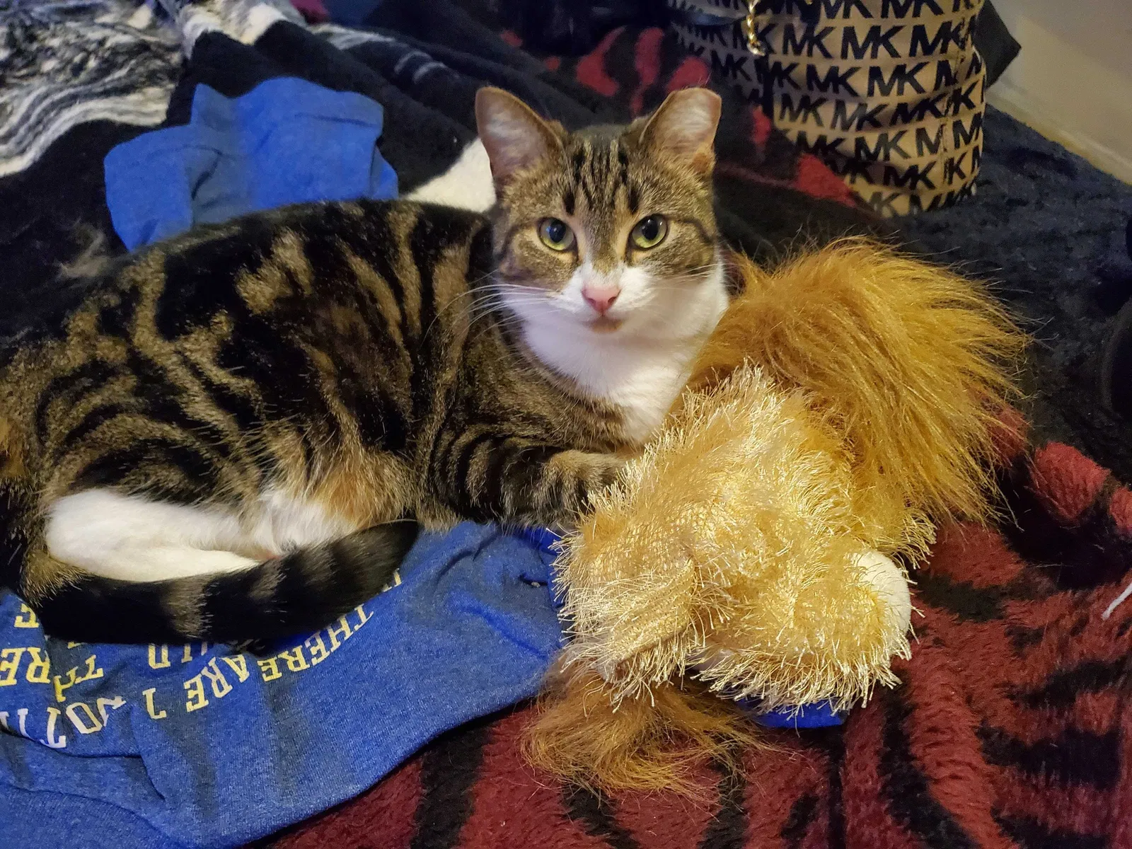 Lost cat in Elizabethtown, IN, 47232