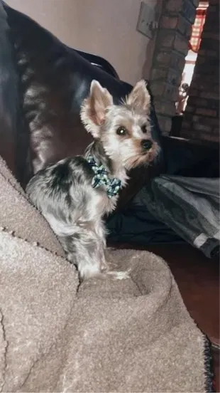 Lost dog in Daytona Beach, FL, 32117