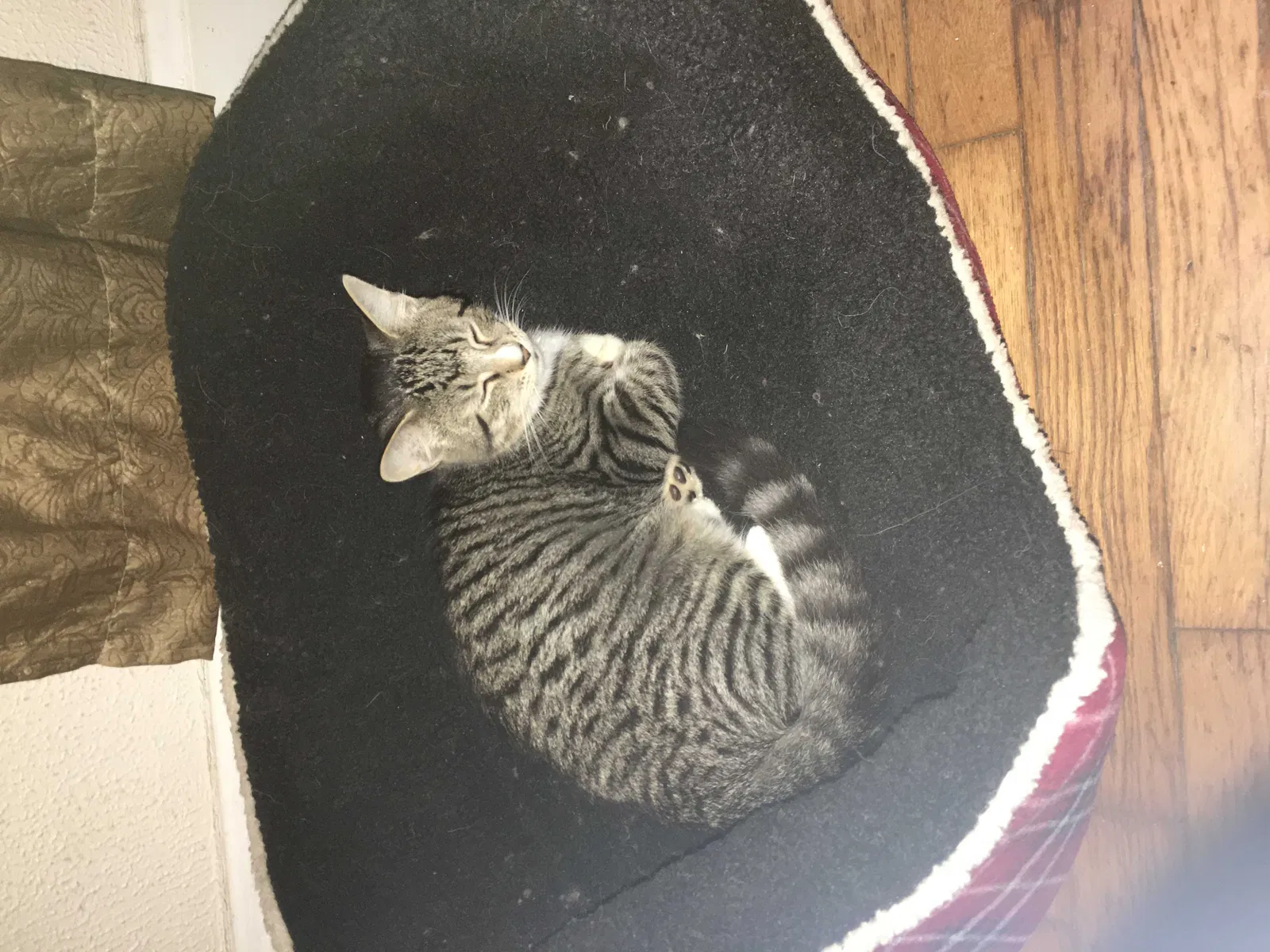 Lost cat in Galena, MO, 65656