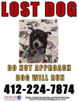 Lost dog in Harrisburg, PA, 17103