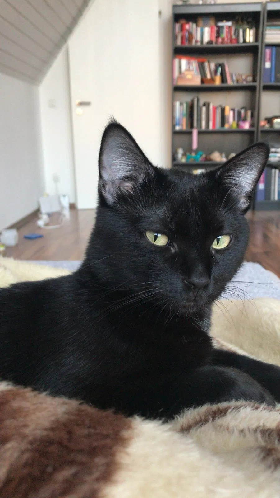 Lost cat in El Paso, TX, 79911