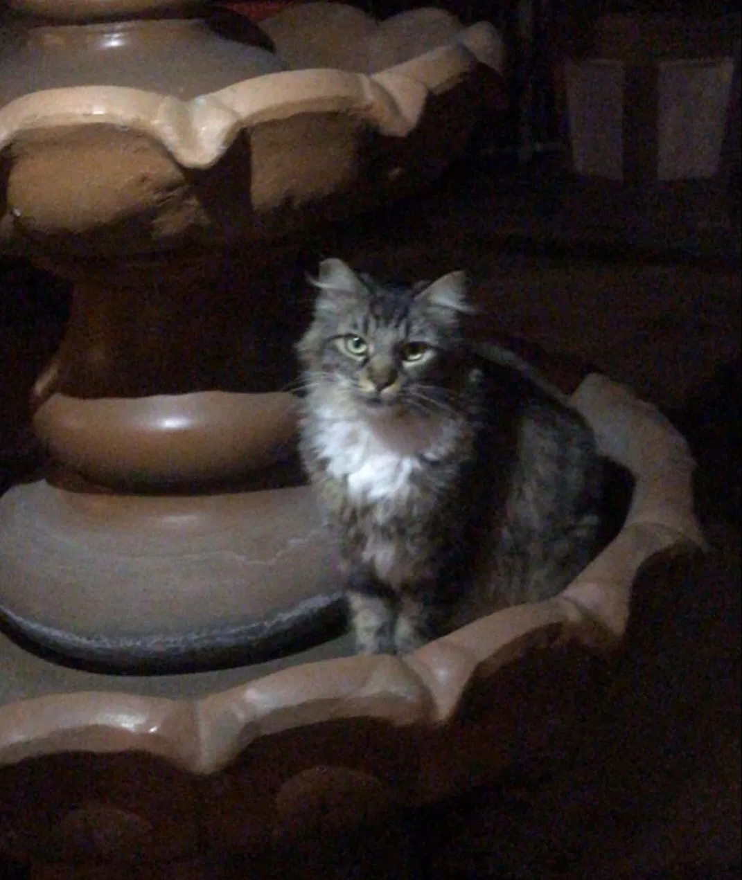 Lost cat in Los Angeles, CA, 90011