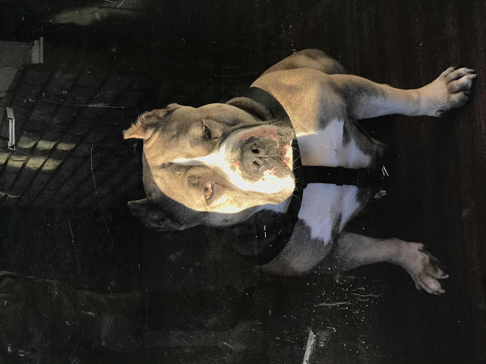 Lost dog in Abilene, TX, 79605