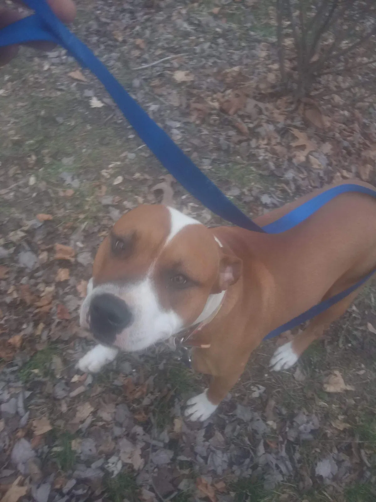 Lost dog in Smyrna, DE, 19977