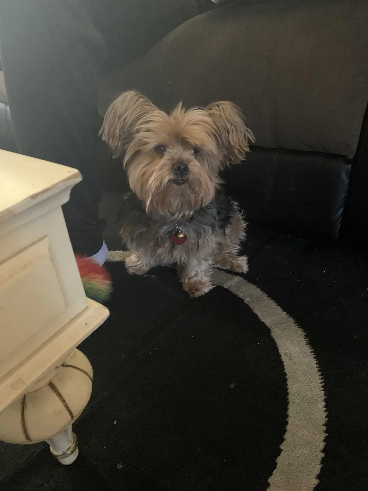 Lost dog in Los Angeles, CA, 90003