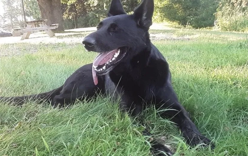 Lost dog in Eyota, MN, 55934