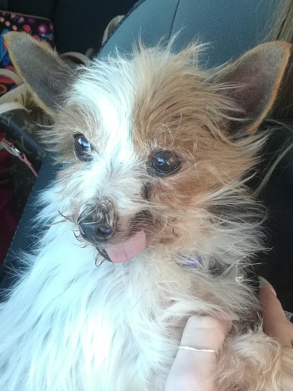 Lost dog in Bryan, TX, 77807
