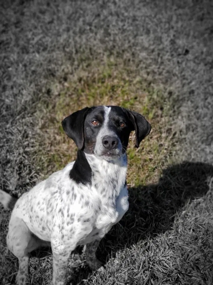 Lost dog in Denham Springs, LA, 70706