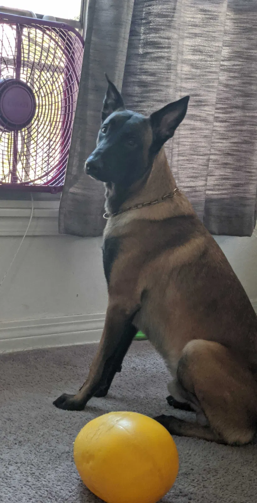 Lost dog in Unknown, AZ, 0