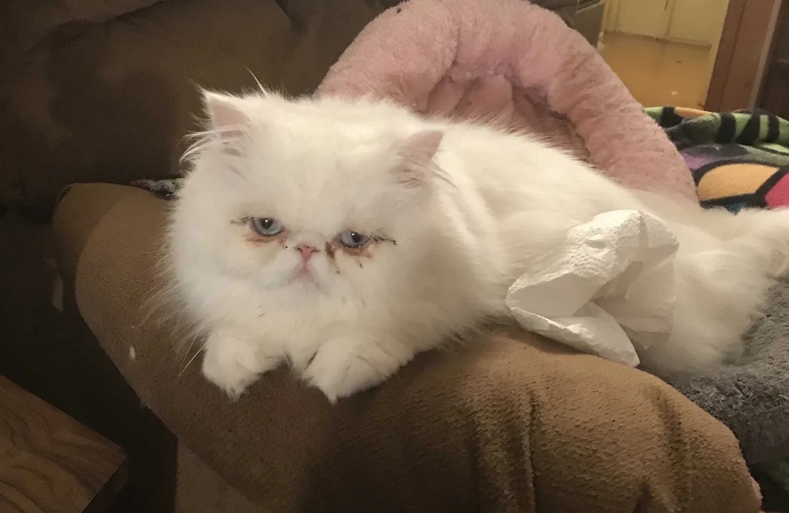 Lost cat in Dallas, TX, 75234