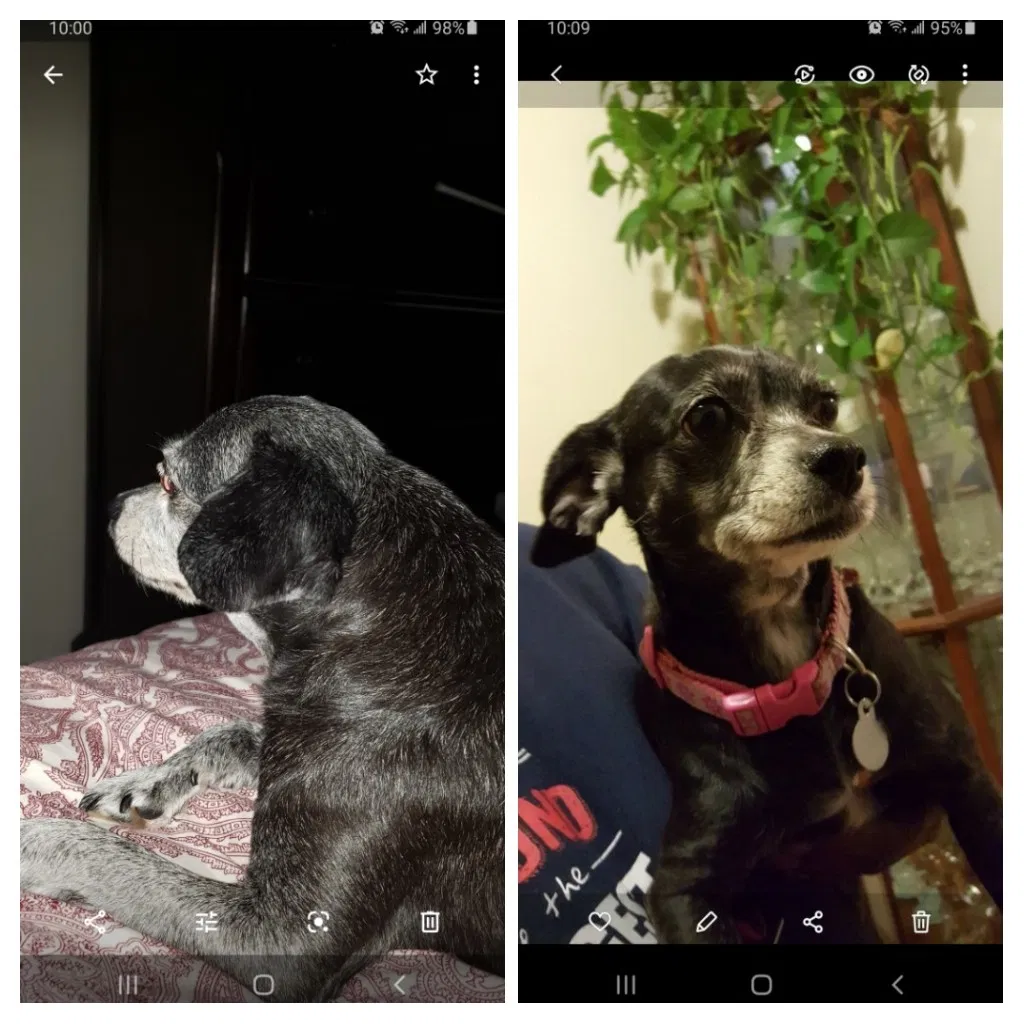 Lost dog in Los Angeles, CA, 90043