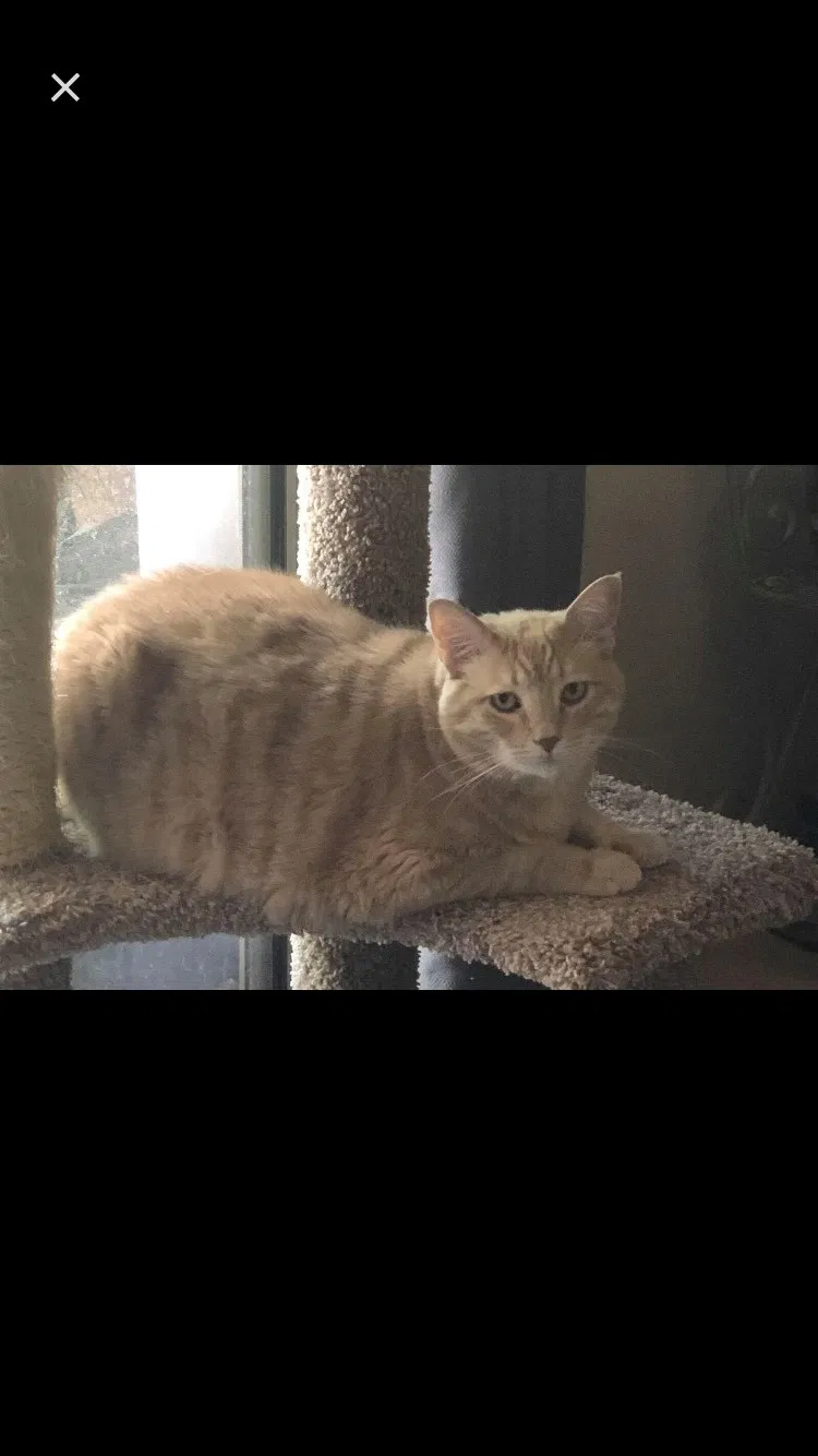Lost cat in Tucson, AZ, 85712