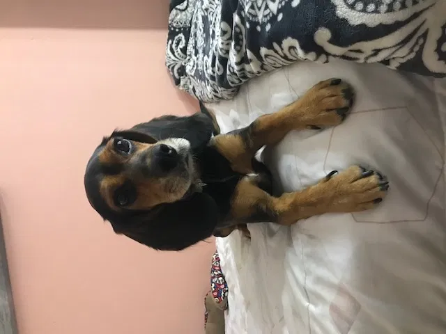 Lost dog in Katy, TX, 77449