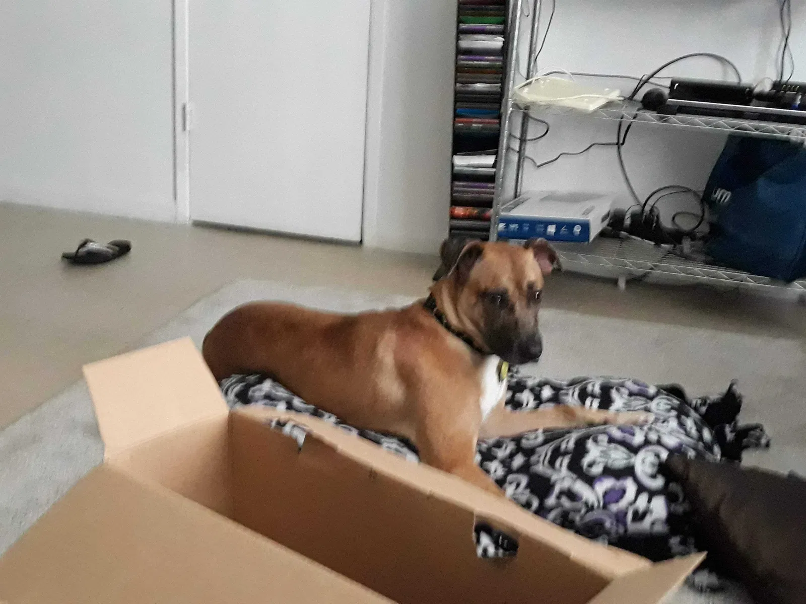 Lost dog in Temple, TX, 76502