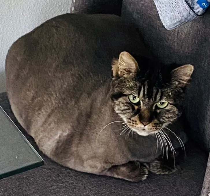Lost cat in Palm Bay, FL, 32909
