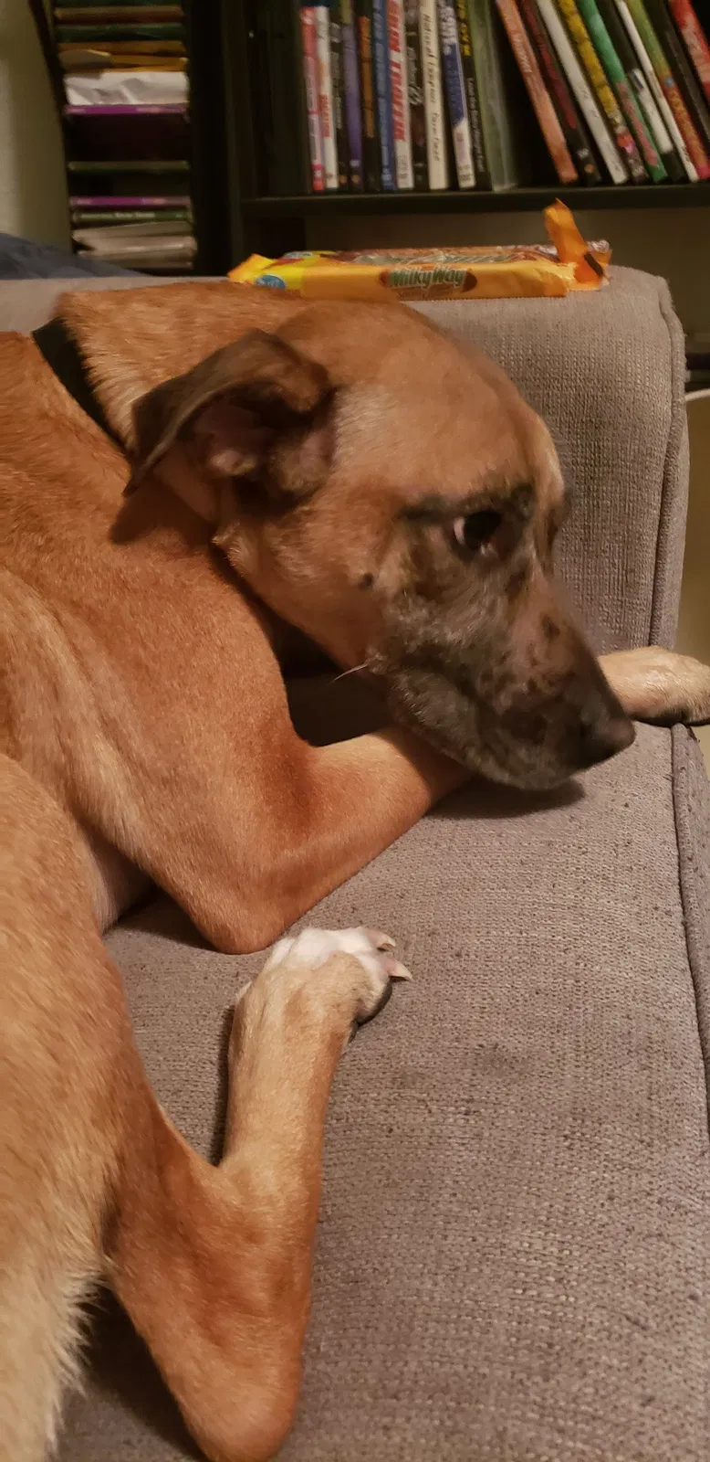 Lost dog in Temple, TX, 76502