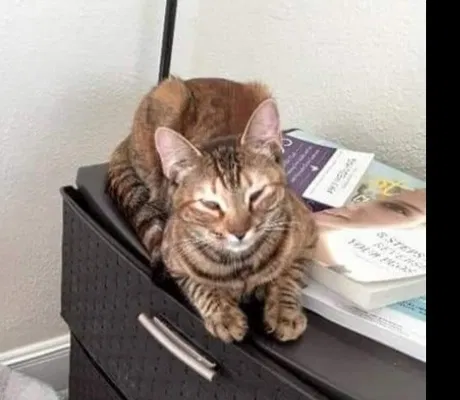 Lost cat in Pompano Beach, FL, 33068