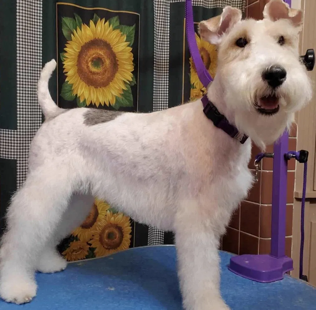 Lost dog in Flint, TX, 75762