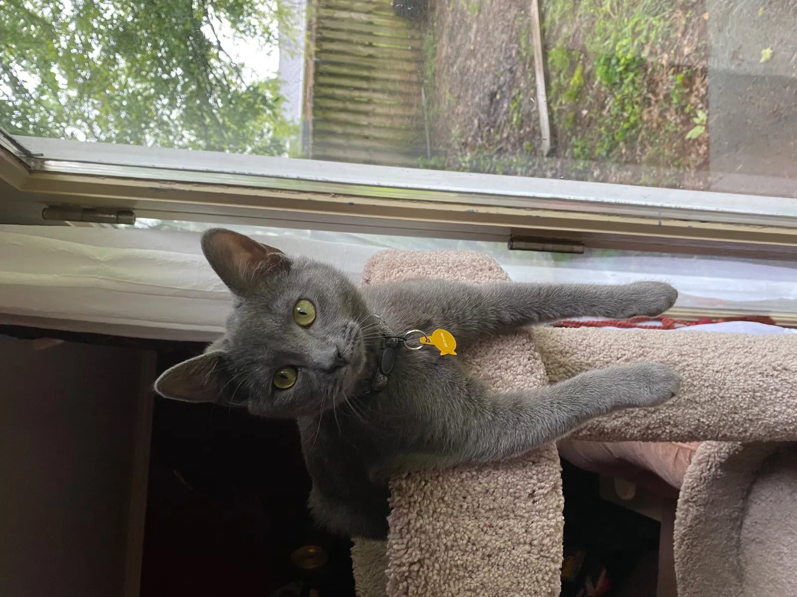 Missing Cat