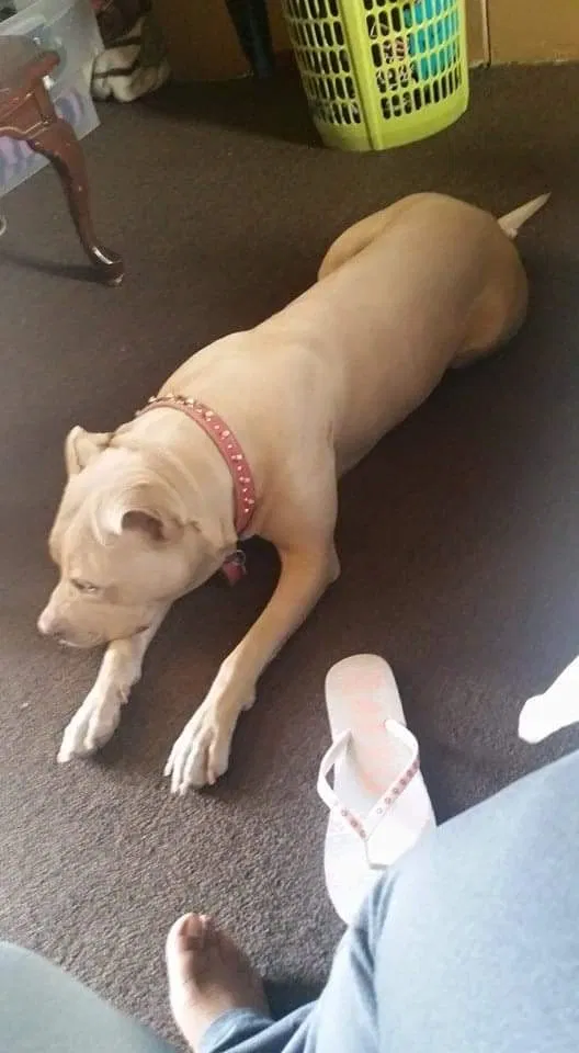 Lost dog in Long Beach, CA, 90805