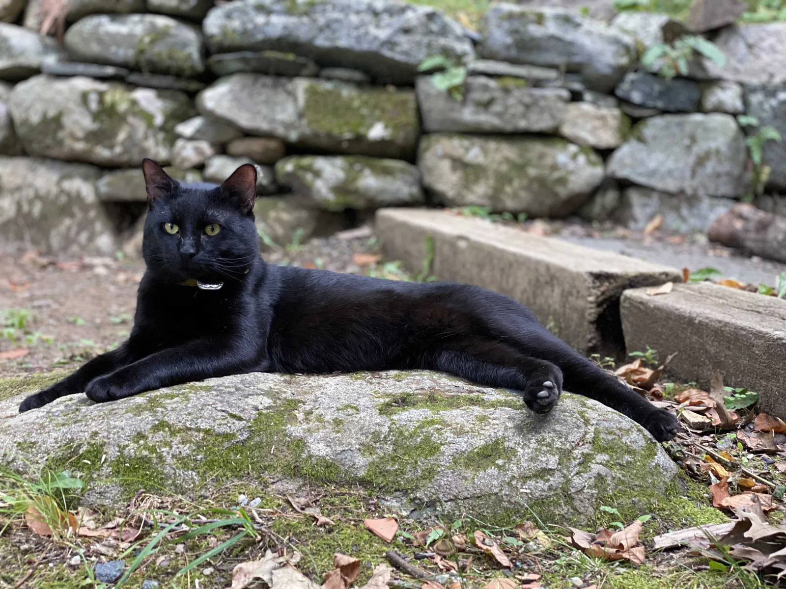 Lost cat in Canton, CT, 6019