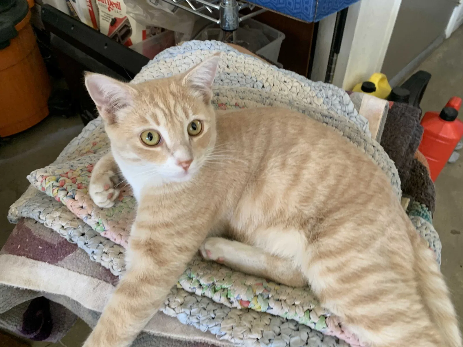Lost cat in Chandler, AZ, 85226