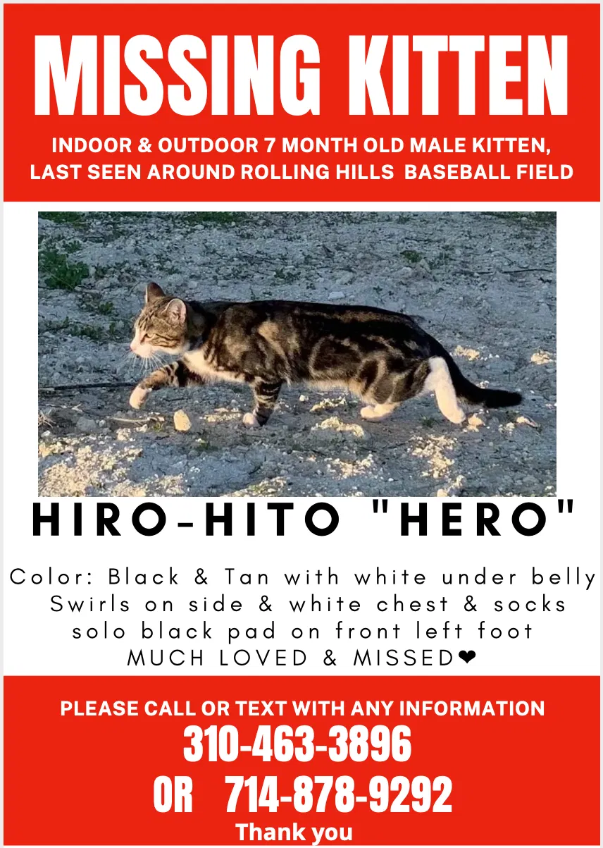 Lost cat in Palos Verdes Peninsula, CA, 90274
