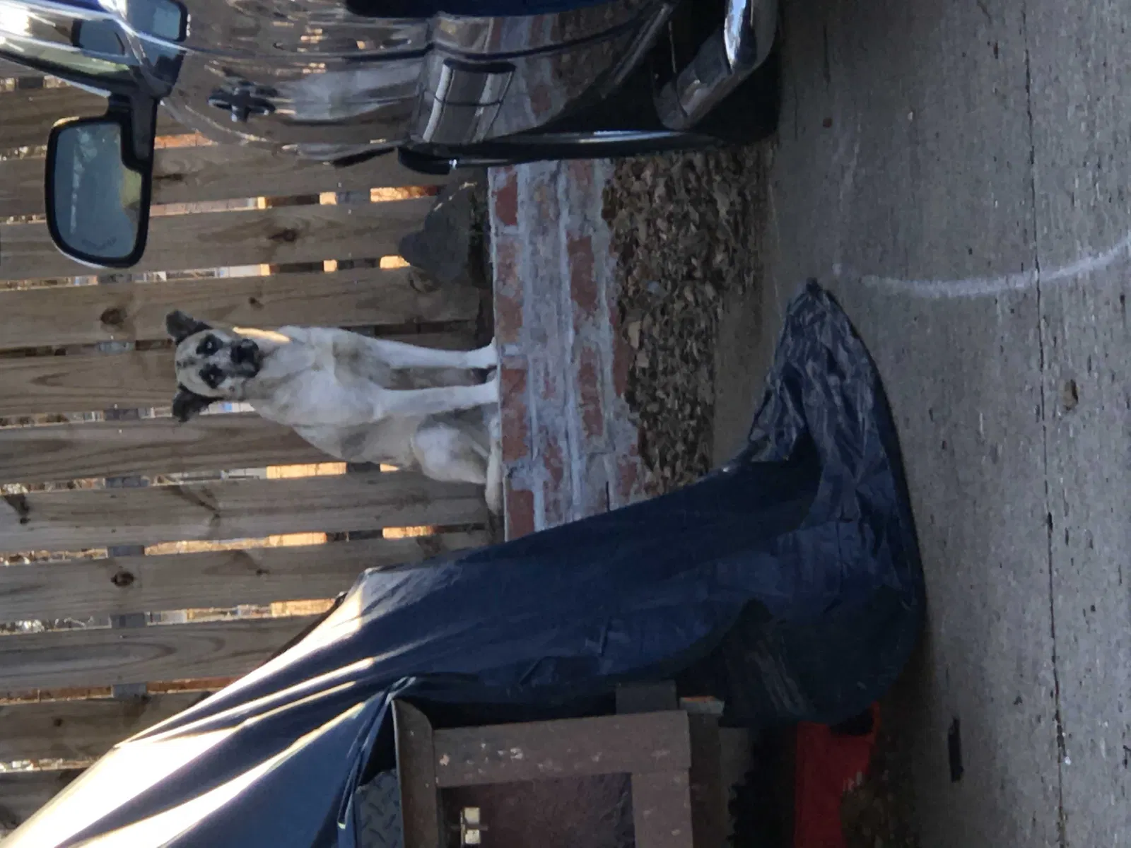 Found dog in Oklahoma City, OK, 73110