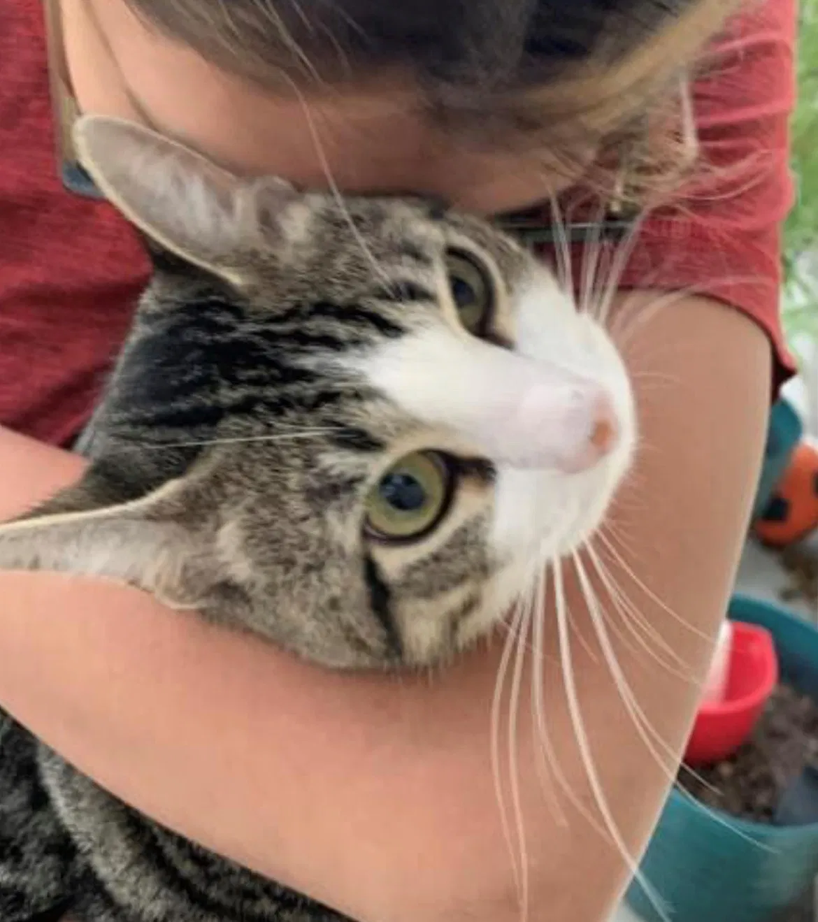 Lost cat in Brownsville, TX, 78520