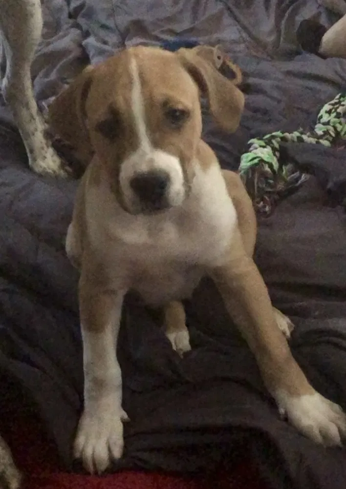Lost dog in Oakland, CA, 94621