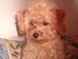 Lost dog in Orlando, FL, 32818