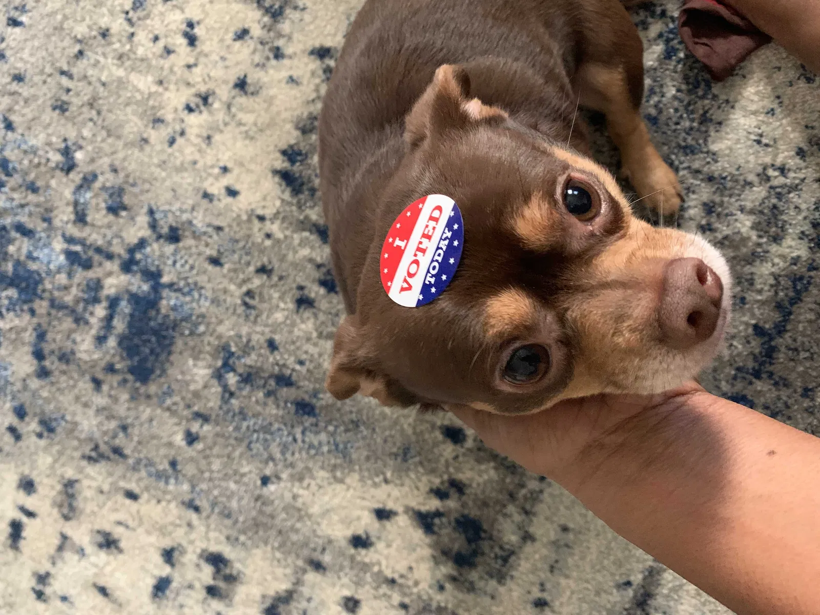 Lost dog in Pearland, TX, 77584
