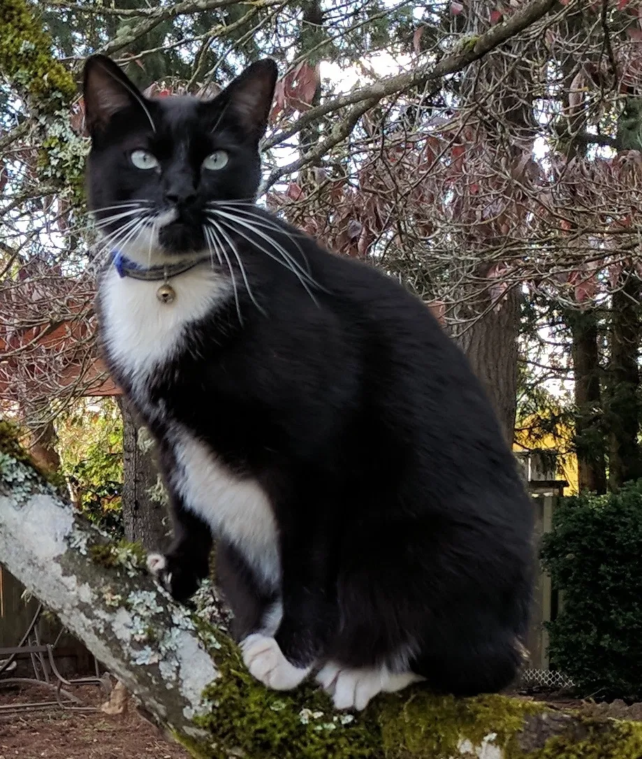 Lost cat in Portland, OR, 97230