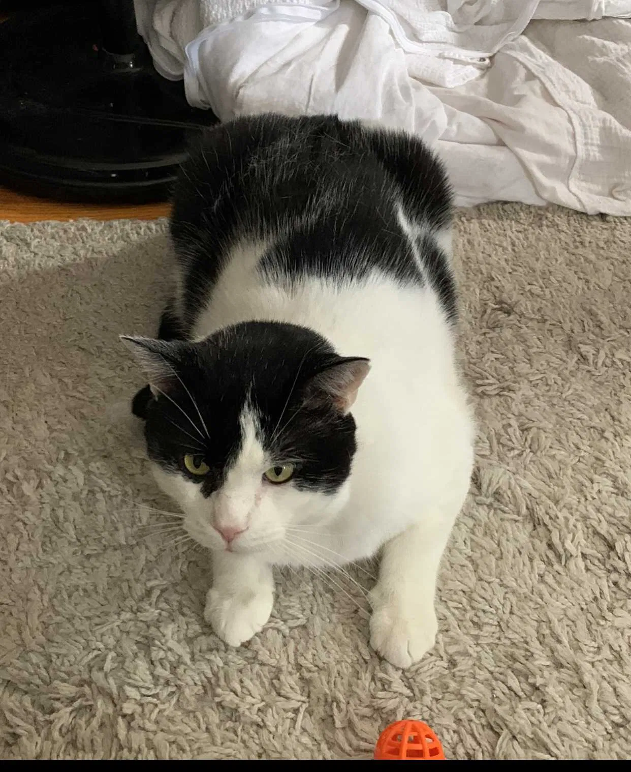 Lost cat in West Orange, NJ, 7052