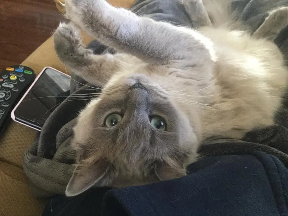 Lost cat in Oklahoma City, OK, 73120