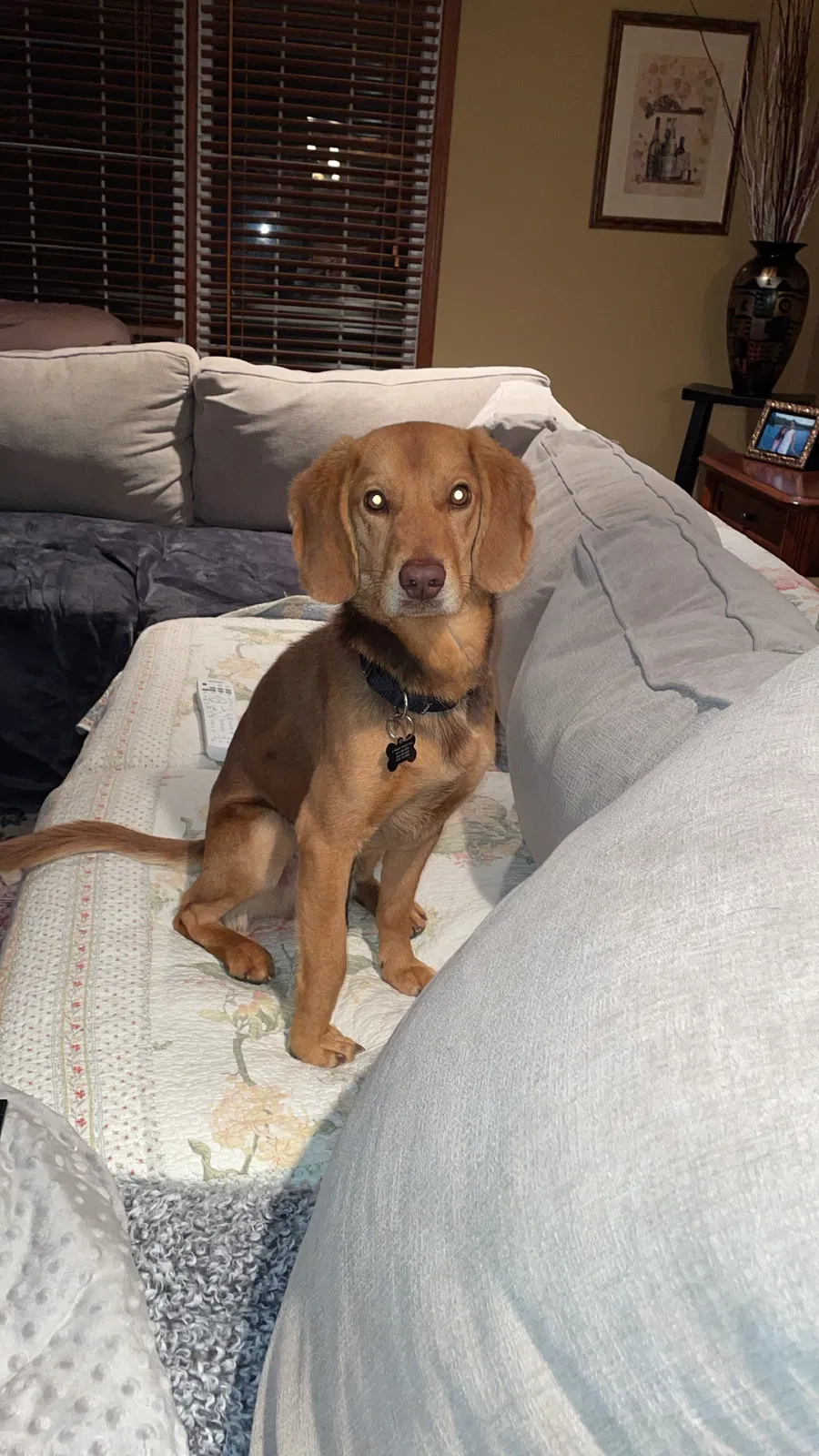 Lost dog in Butler, NJ, 7405