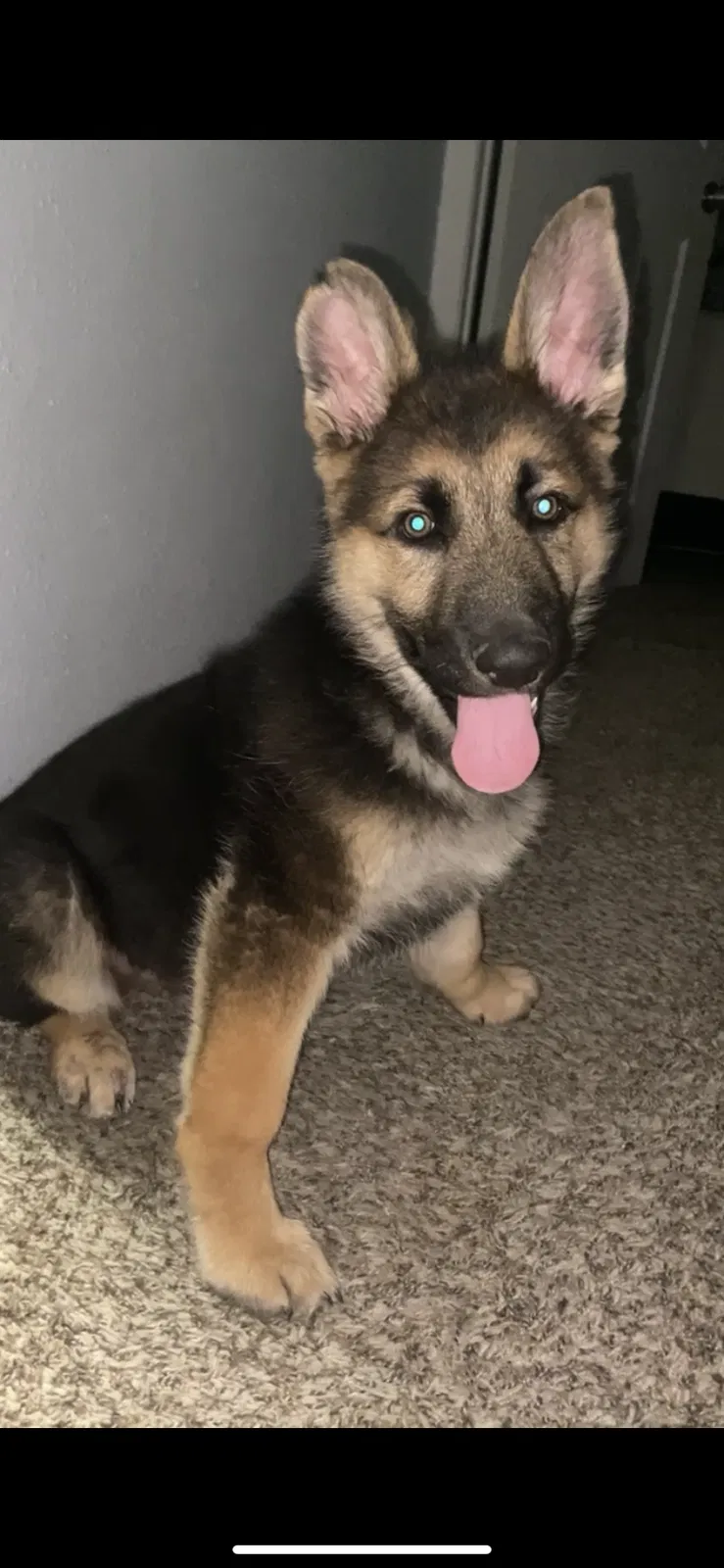 Lost dog in Grand Prairie, TX, 75051