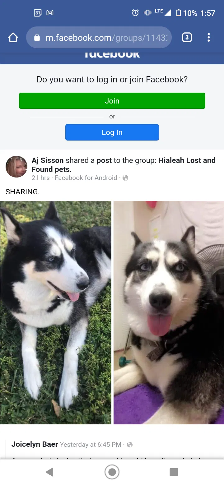 Lost dog in Hialeah, FL, 33010