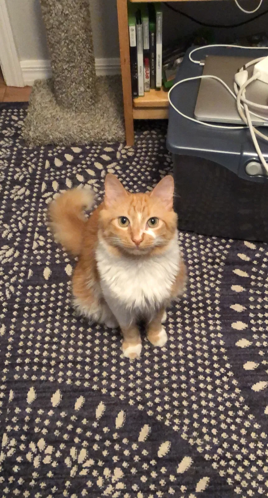 Lost cat in Wimauma, FL, 33598