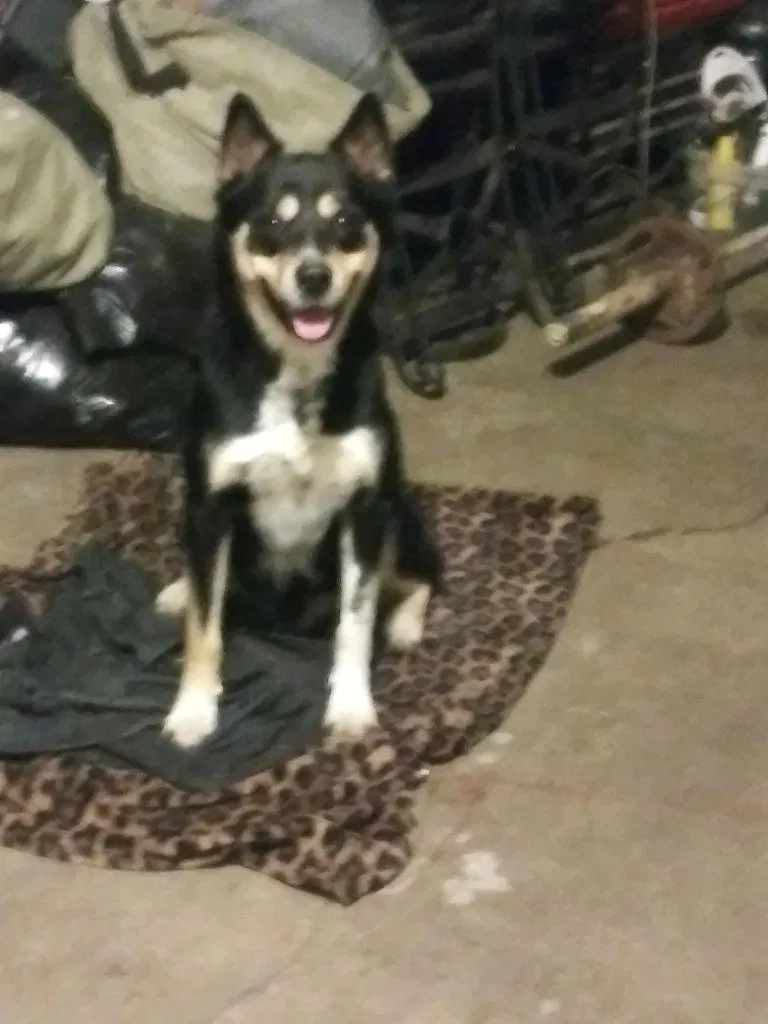 Lost dog in Pasadena, TX, 77502
