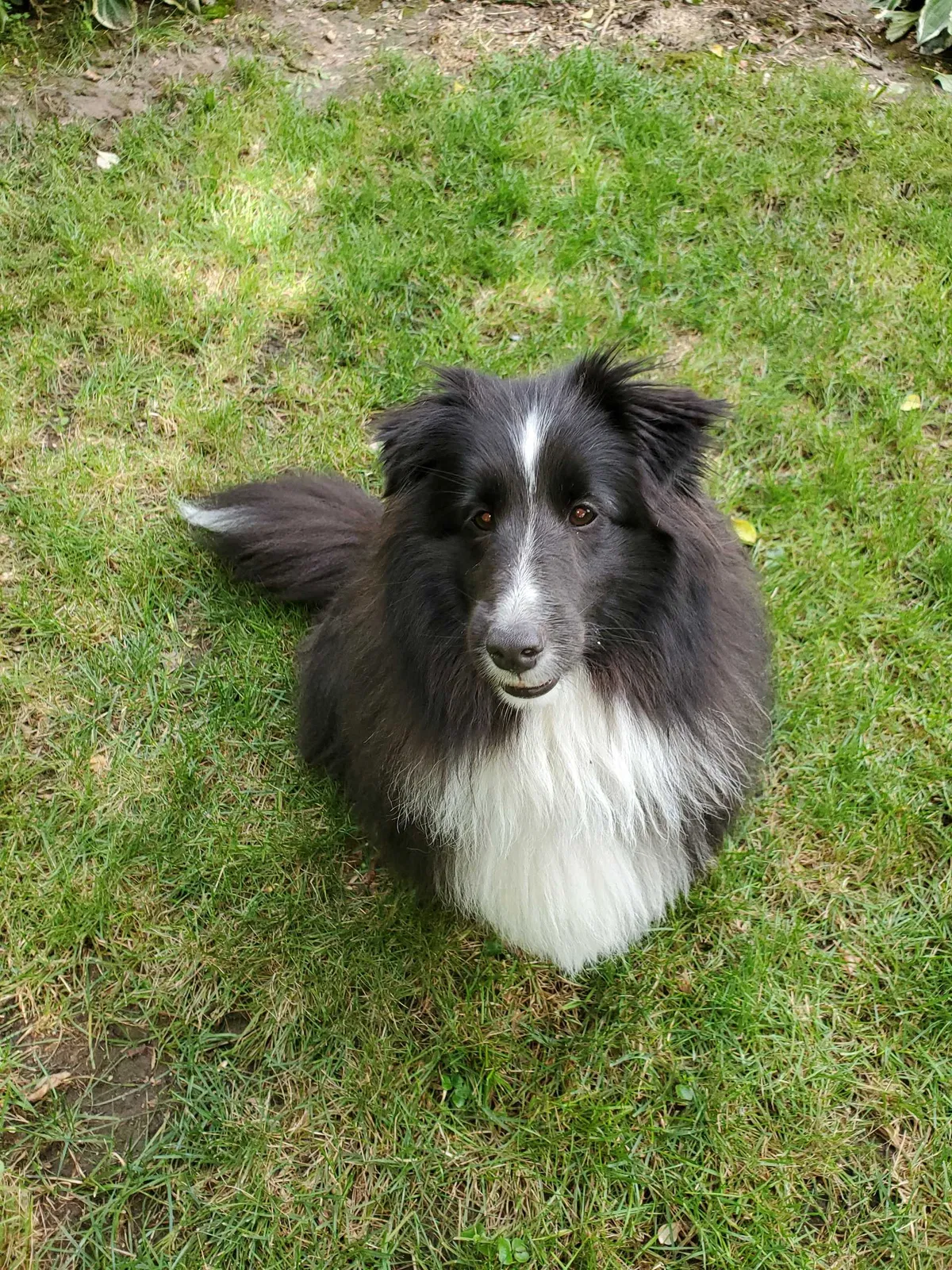 Lost dog in West Bend, WI, 53090