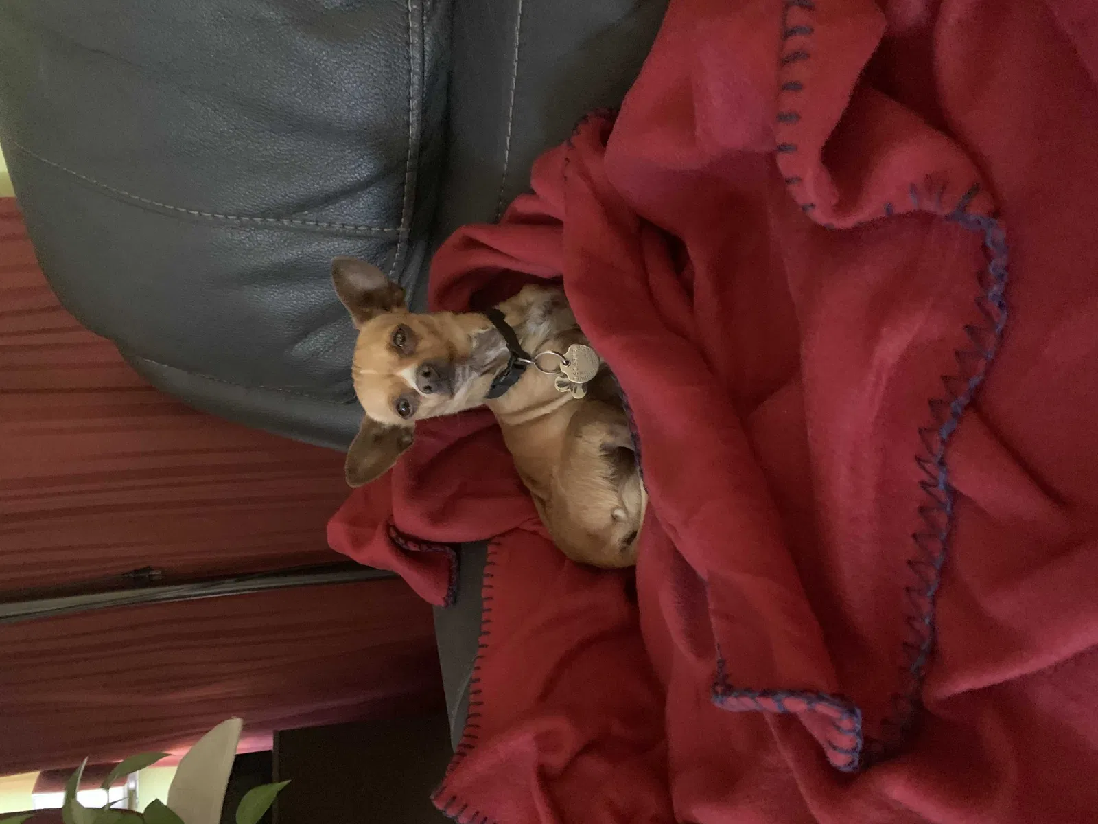 Lost dog in Los Angeles, CA, 90011