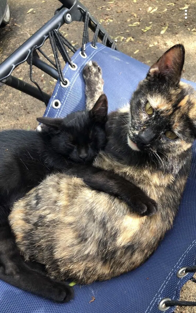Lost cat in Minneapolis, MN, 55423